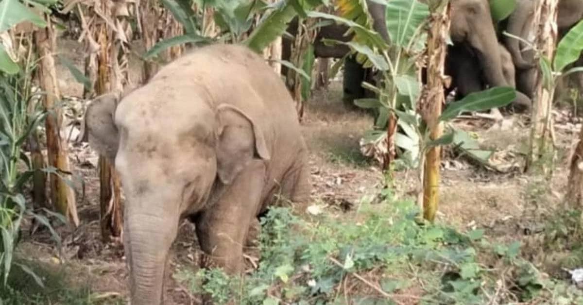 Elephant Herds Spark Fear in Mayurbhanj Villages