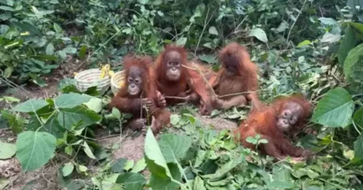Odisha’s Five Orangutans Await Repatriation to Indonesia