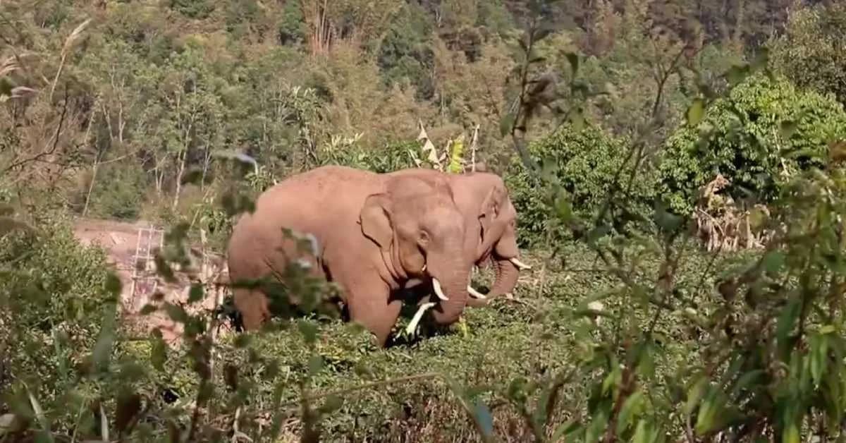 Elephant Attacks Claim Two Lives in Odisha