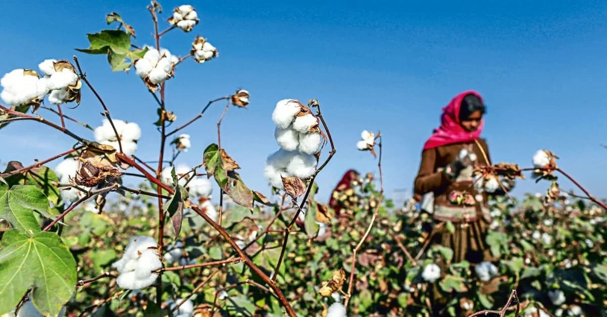 Centre extends cotton import duty exemption till December 2026