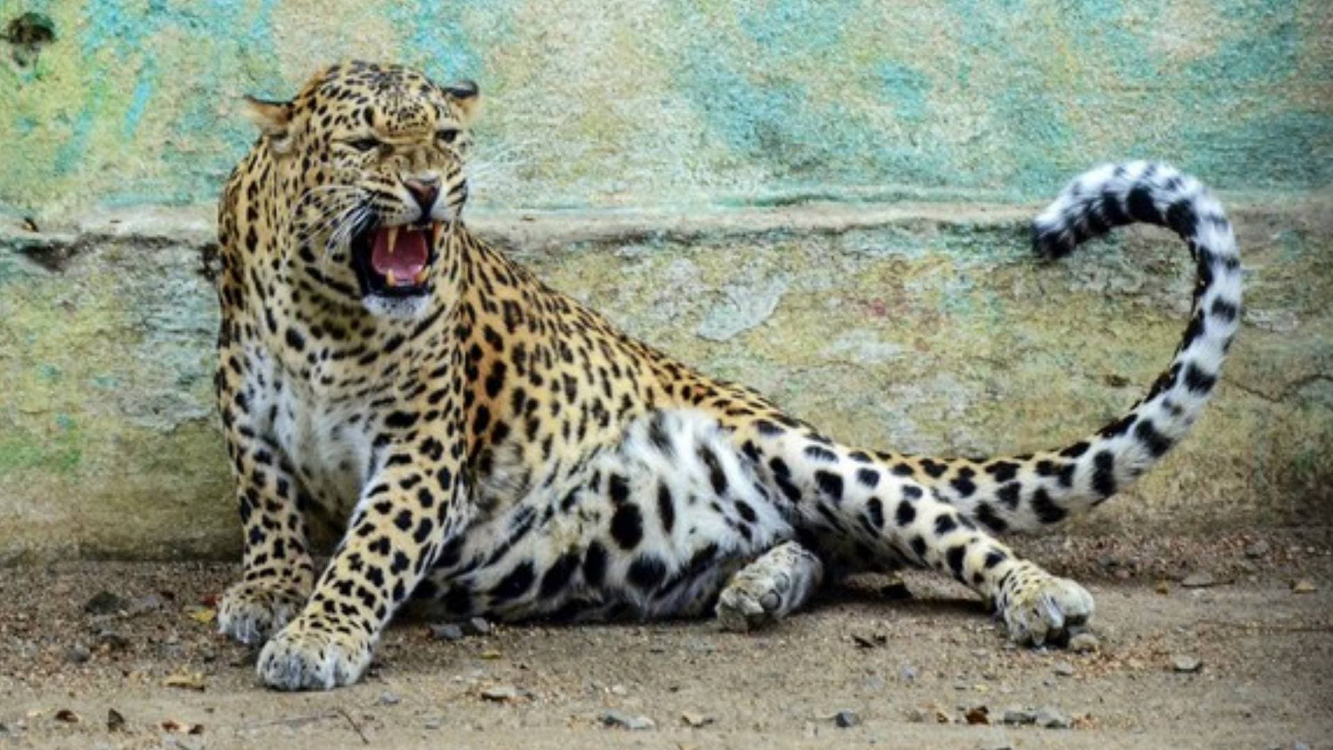 Leopard enters house in Delhi's Wazirabad, injures three; rescue operation underway