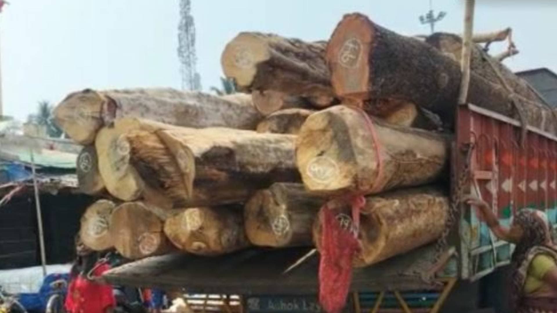 Rath Yatra 2024: First Phase Of Timber From Nayagarh Reaches Puri