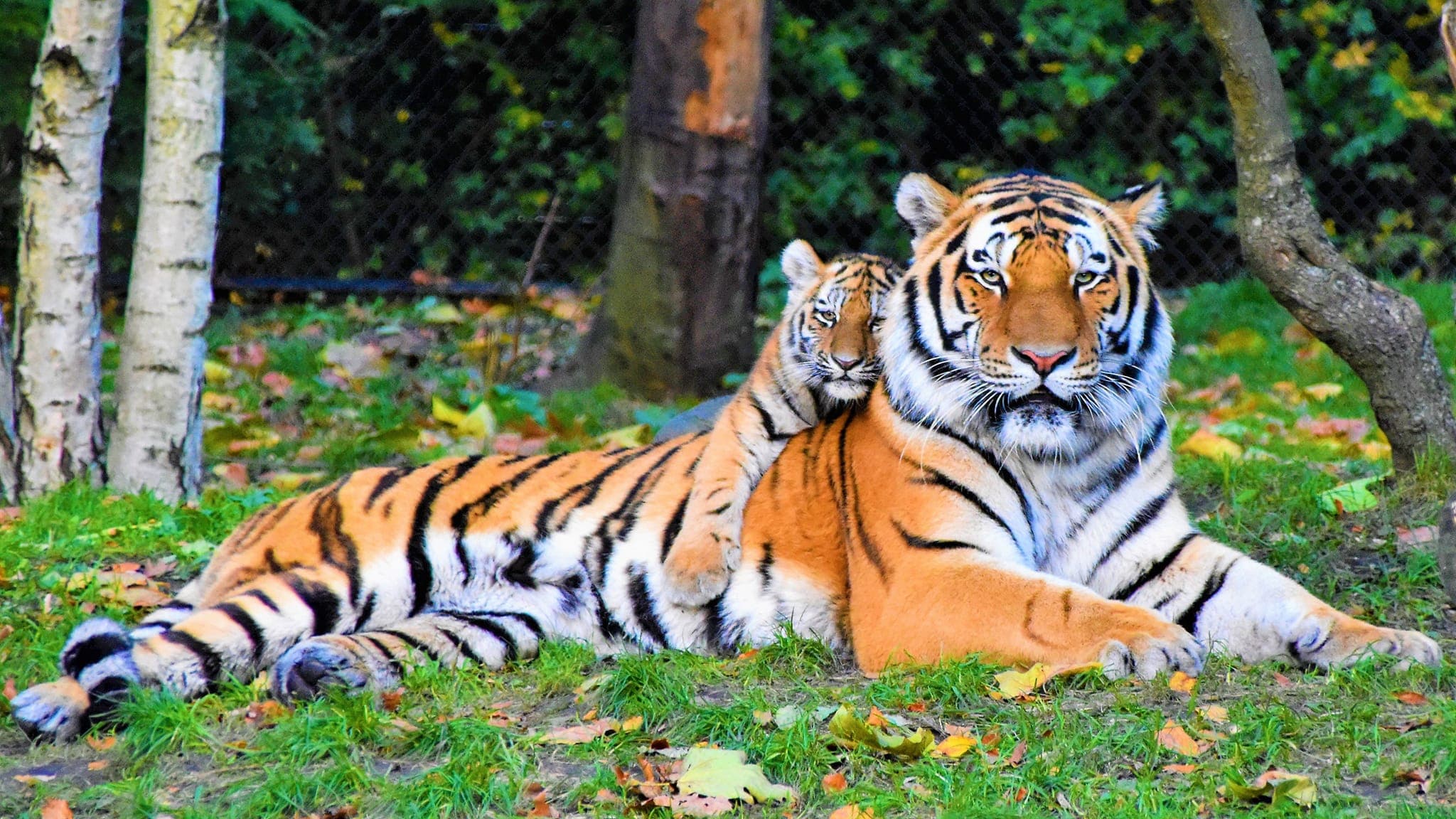 Odisha To Bring Five Royal Bengal Tigers By September