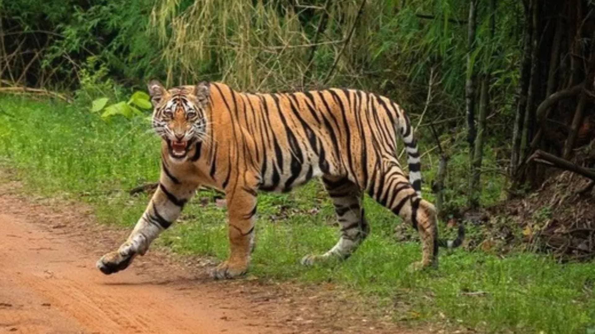 Fear Grips Ganjam Village As Tiger Mauls Cow To Death