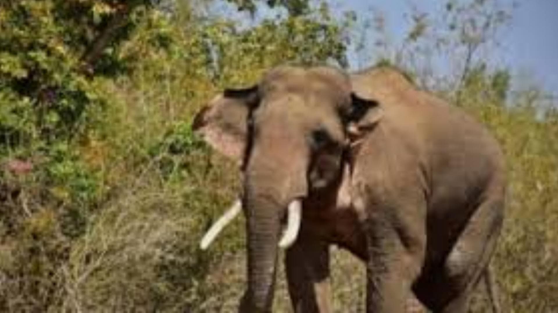 Female Elephant Found Dead In Rayagada