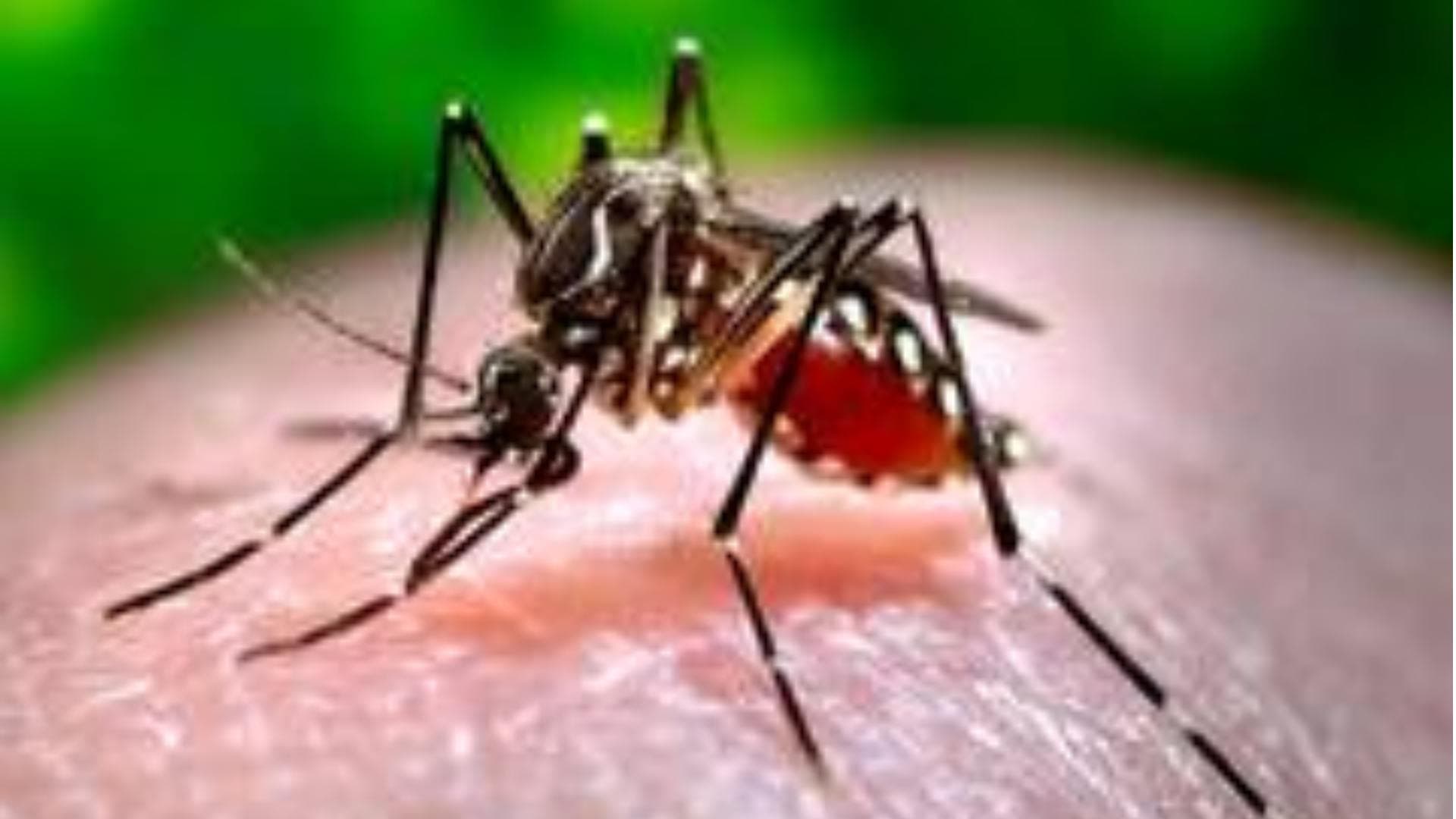 Maharashtra: Two Zika virus cases reported in Pune