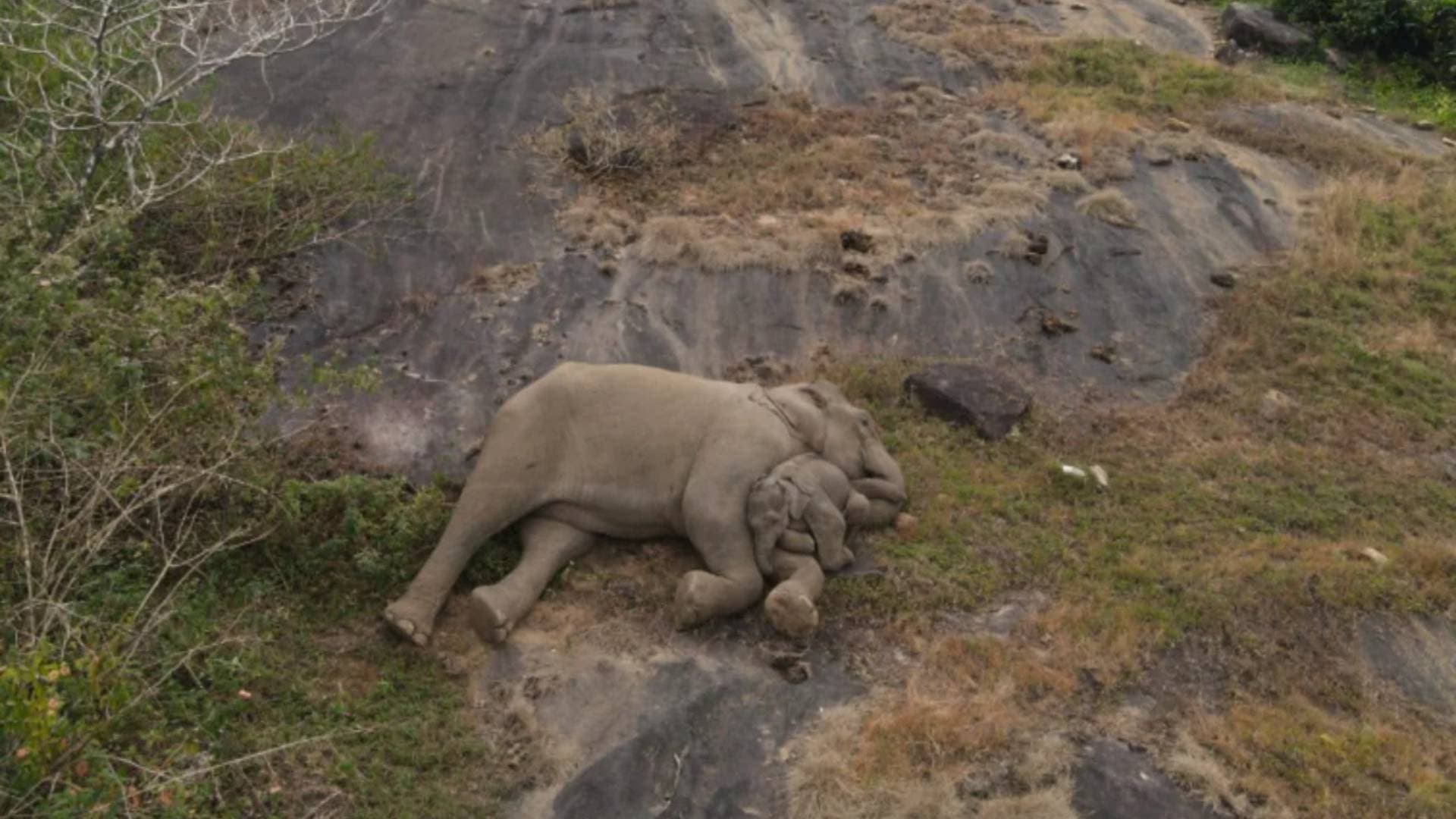 Baby Elephant Reunites With Mother After Rescue, Viral Pic Melts Hearts
