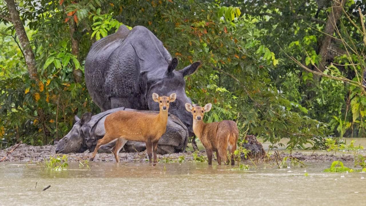 Assam Floods: 137 Wild Animals Dead In Kaziranga National Park
