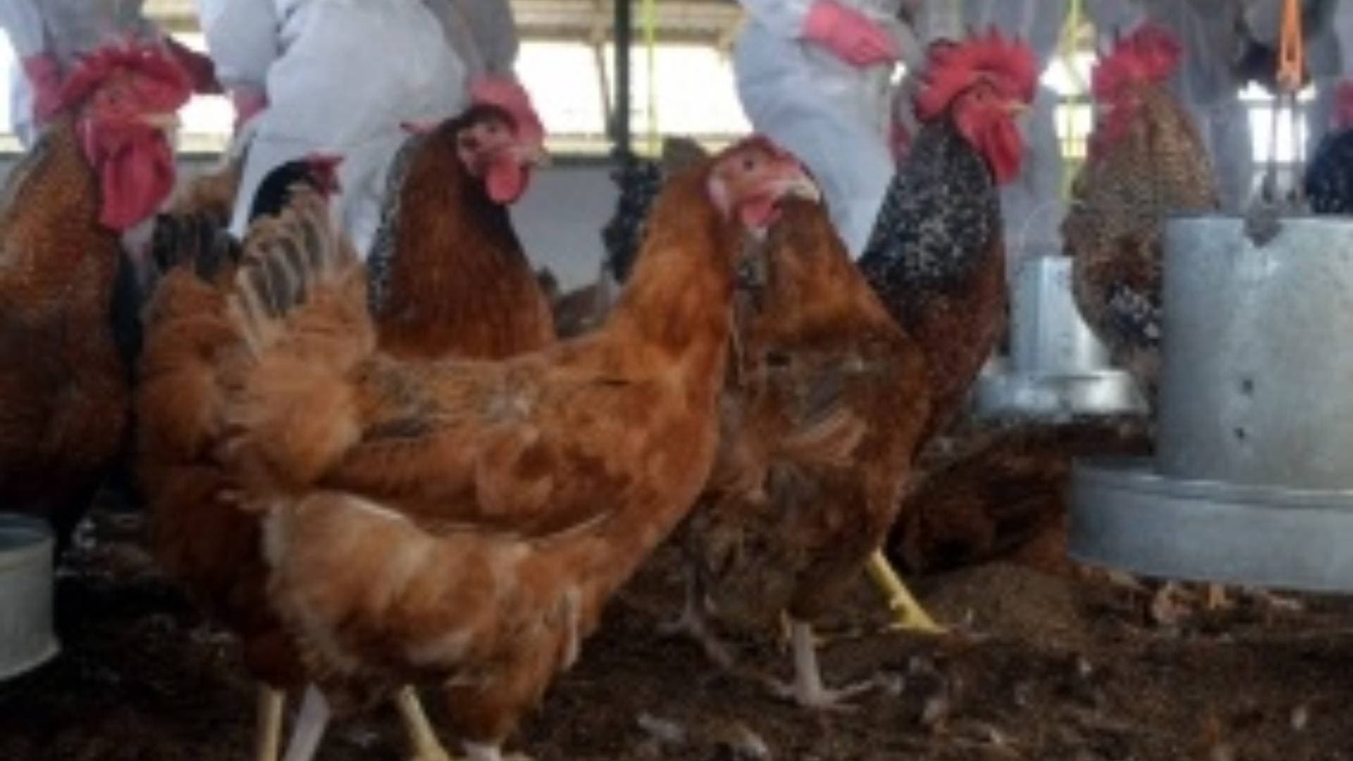 Japan Confirms Season's 4th Bird Flu Outbreak