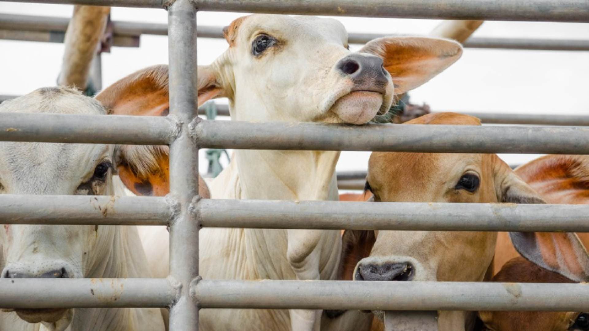 Keonjhar: Police Foil Cattle Smuggling Bid, 1 Smuggler Injured In Counterattack