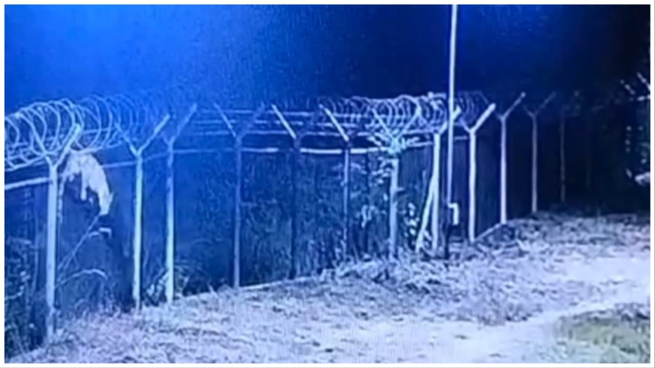 Leopard Spotted In Balangir's Titlagarh