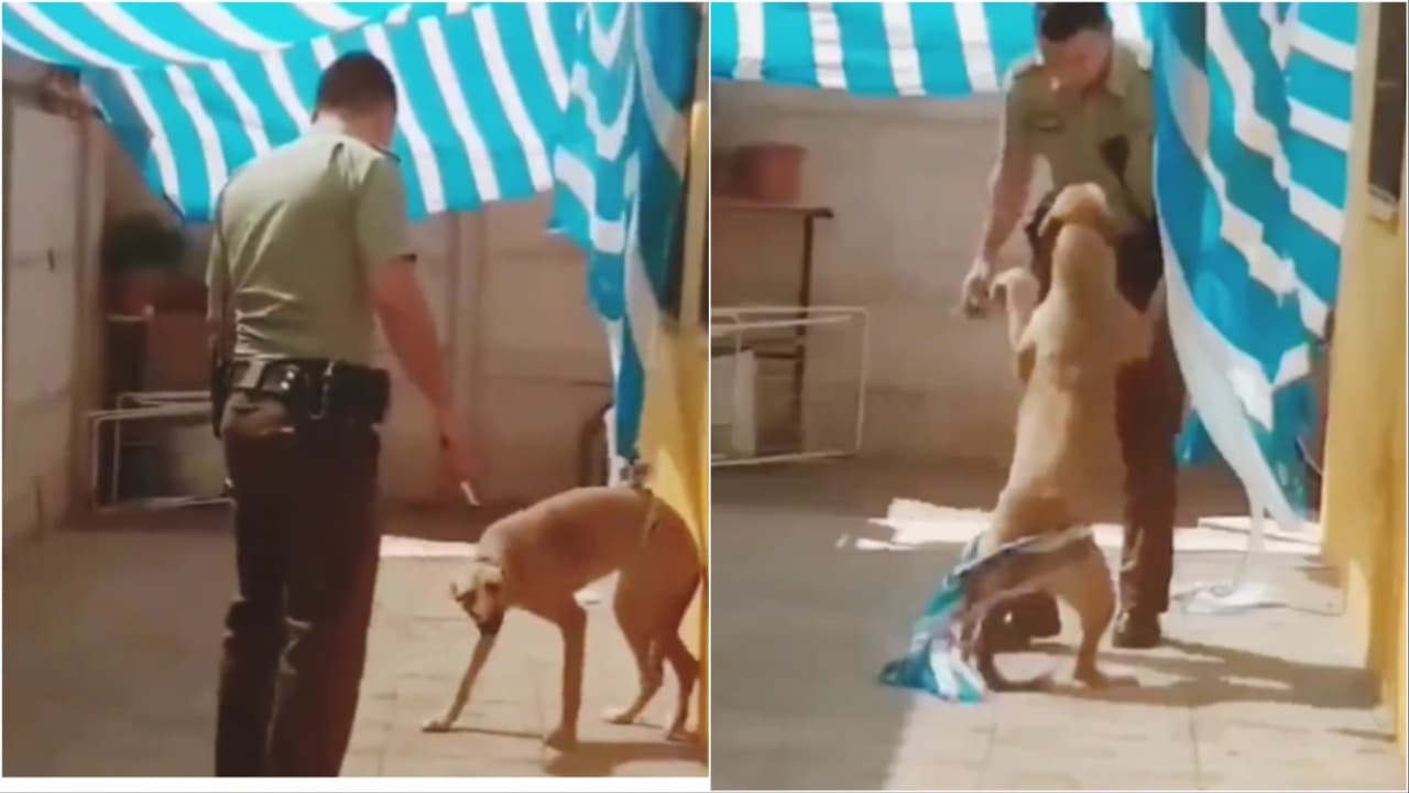 Saved Dog Reciprocates Stranger's Help In Hug