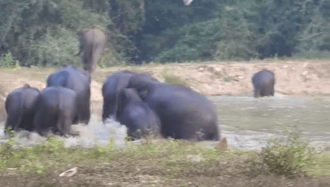 Drone Counts Elephants In Athagarh Forest Sub-Division