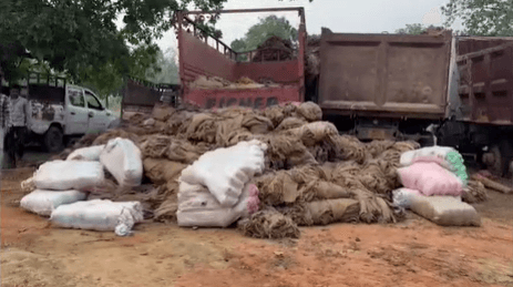 Ganja Worth Rs 1 Crore Seized, 4 Arrested By STF In Deogarh