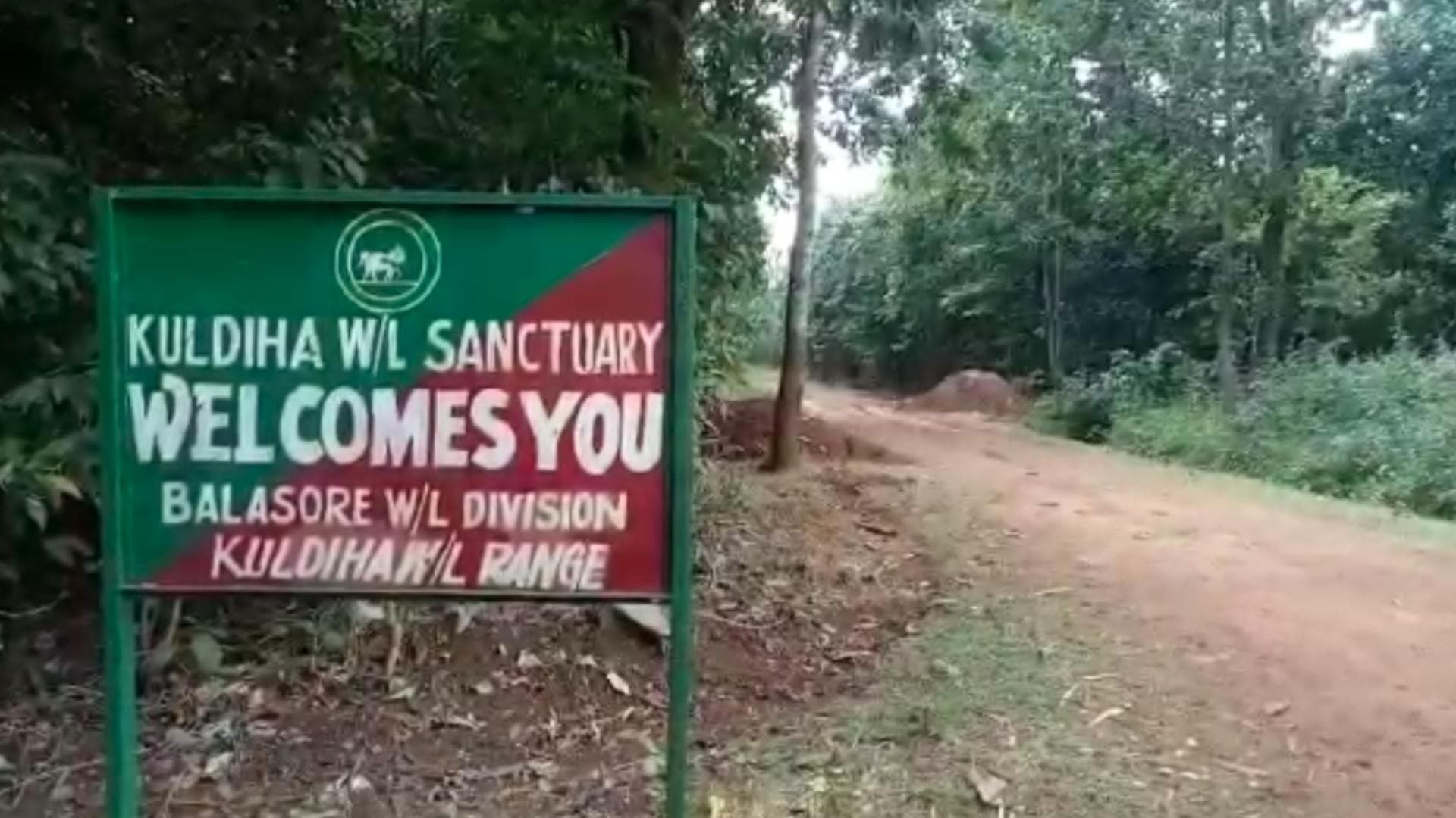 Elephant Dies After Falling Into Trench In Odisha's Balasore