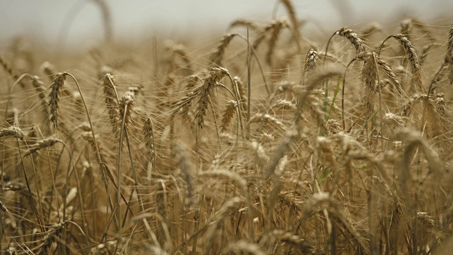 Kharif Crop Sown Area Soars To Over 704 Lakh Hectares, Pulses Area Increases, Cotton Declines