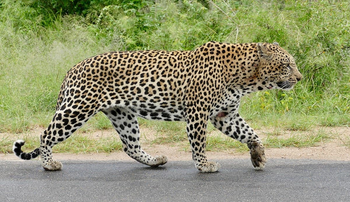 Leopard Attack Severely Injures Five In Balasore