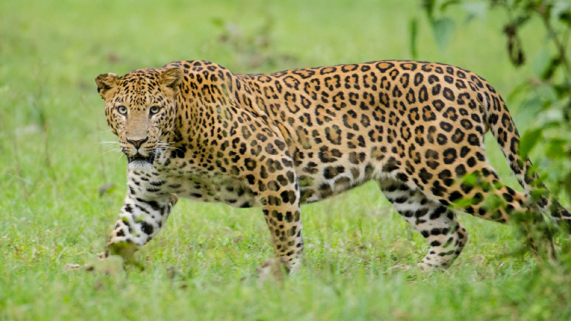 Bhubaneswar: DFO Recovers Leopard Skin; Seven Arrested