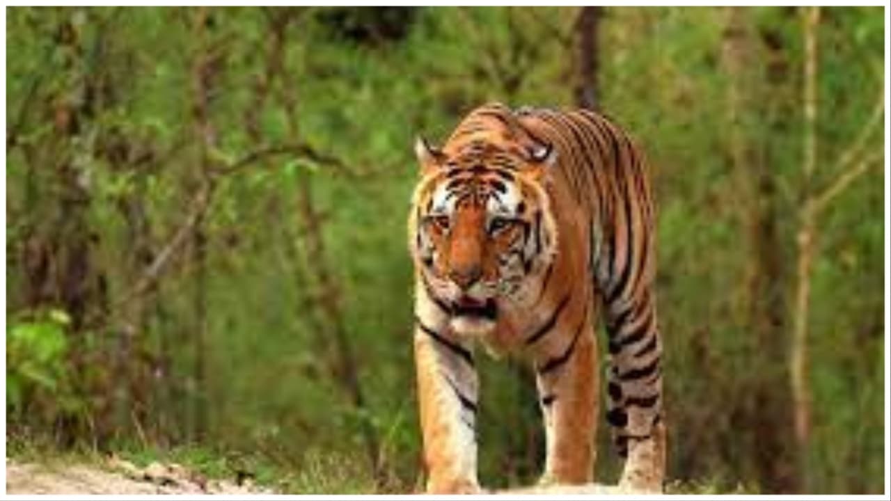 Nuapada's Man Eater Leopard Shifted To Sambalpur Zoo