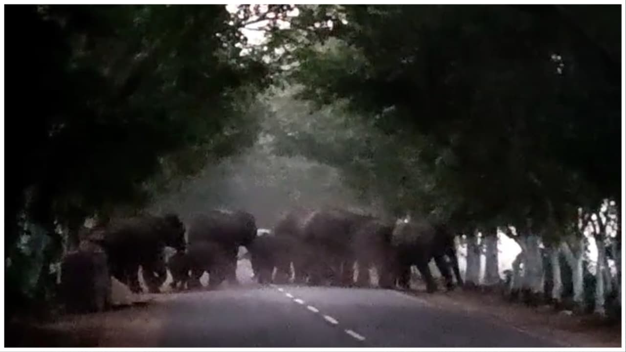 Elephant Herd Damages Crops On Hectares Of Land In Cuttack Village