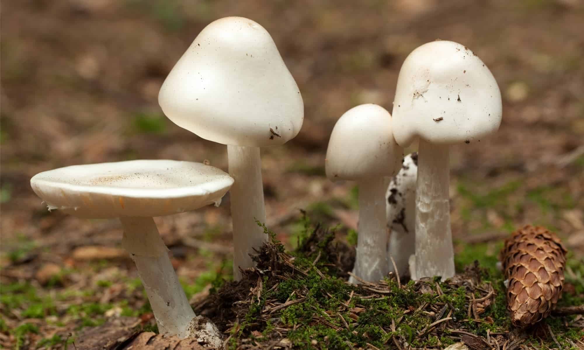 Five Of Family Taken Ill After Consuming Mushroom Curry In Kalahandi Village