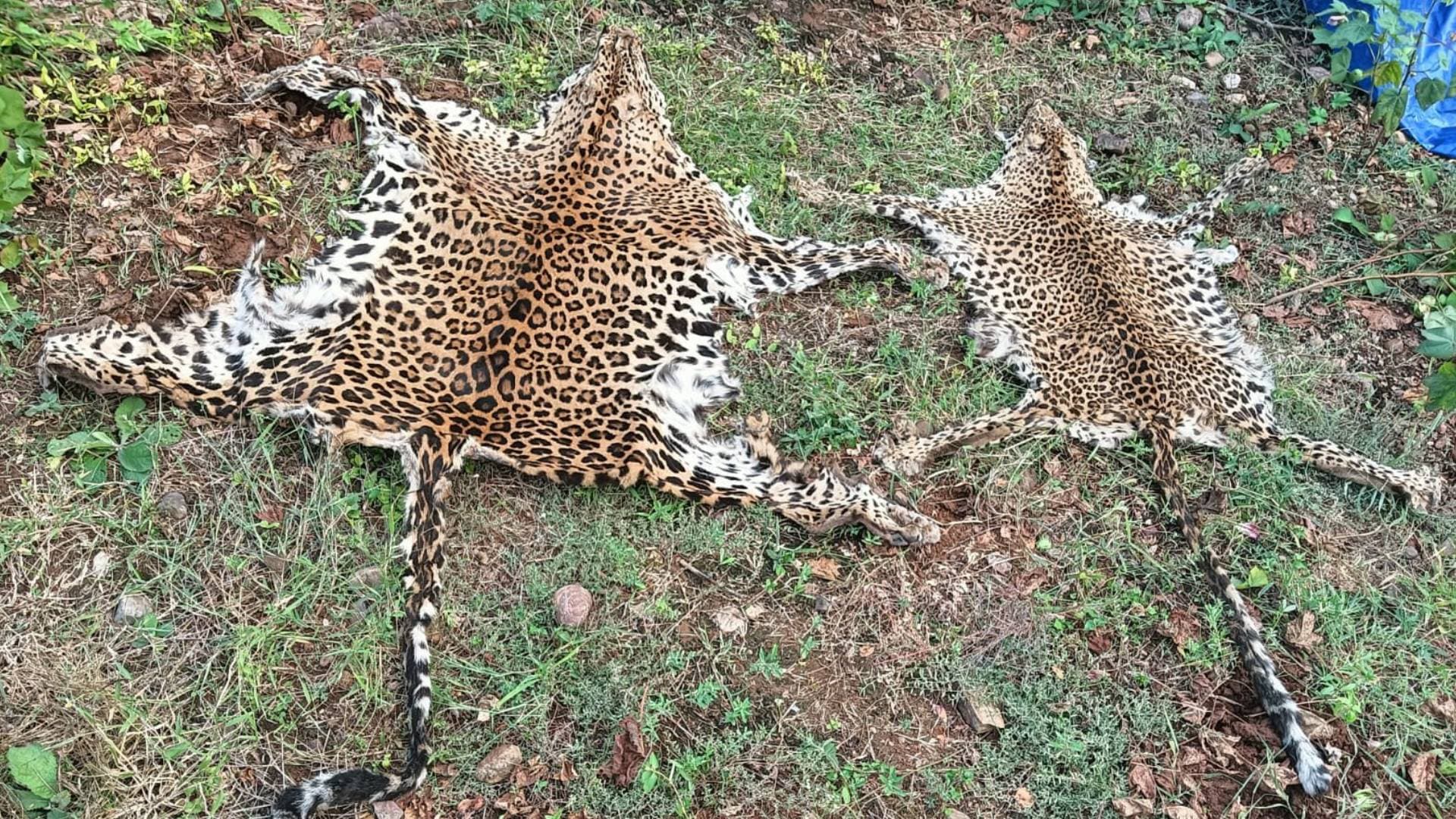 STF Seizes Two Leopard Skins In Rayagada, 2 Held
