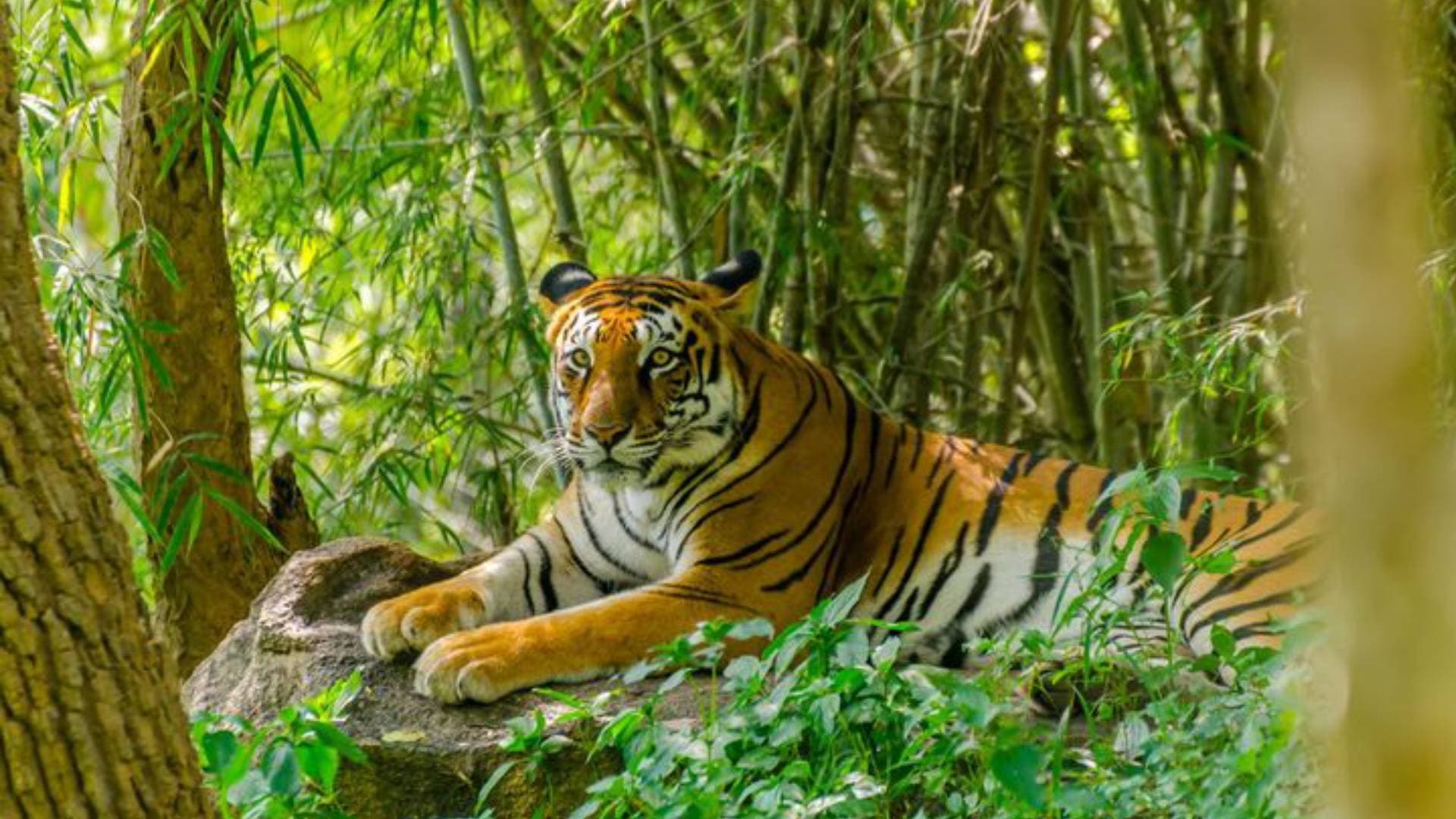 430 Elephants, 4 Tigers, 31 Leopards Among 2,817 Wild Animals Died In Odisha's Forests In Last 5 Yrs