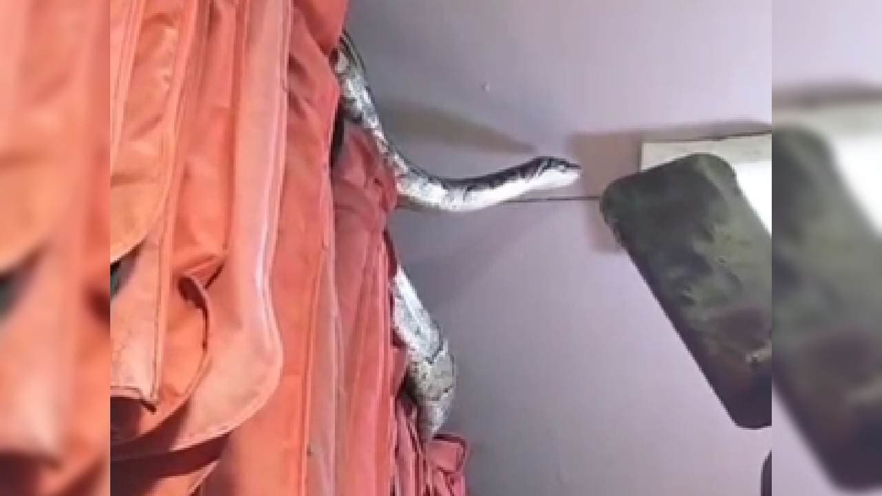 Python Found In Garment Store In UP’s Meerut