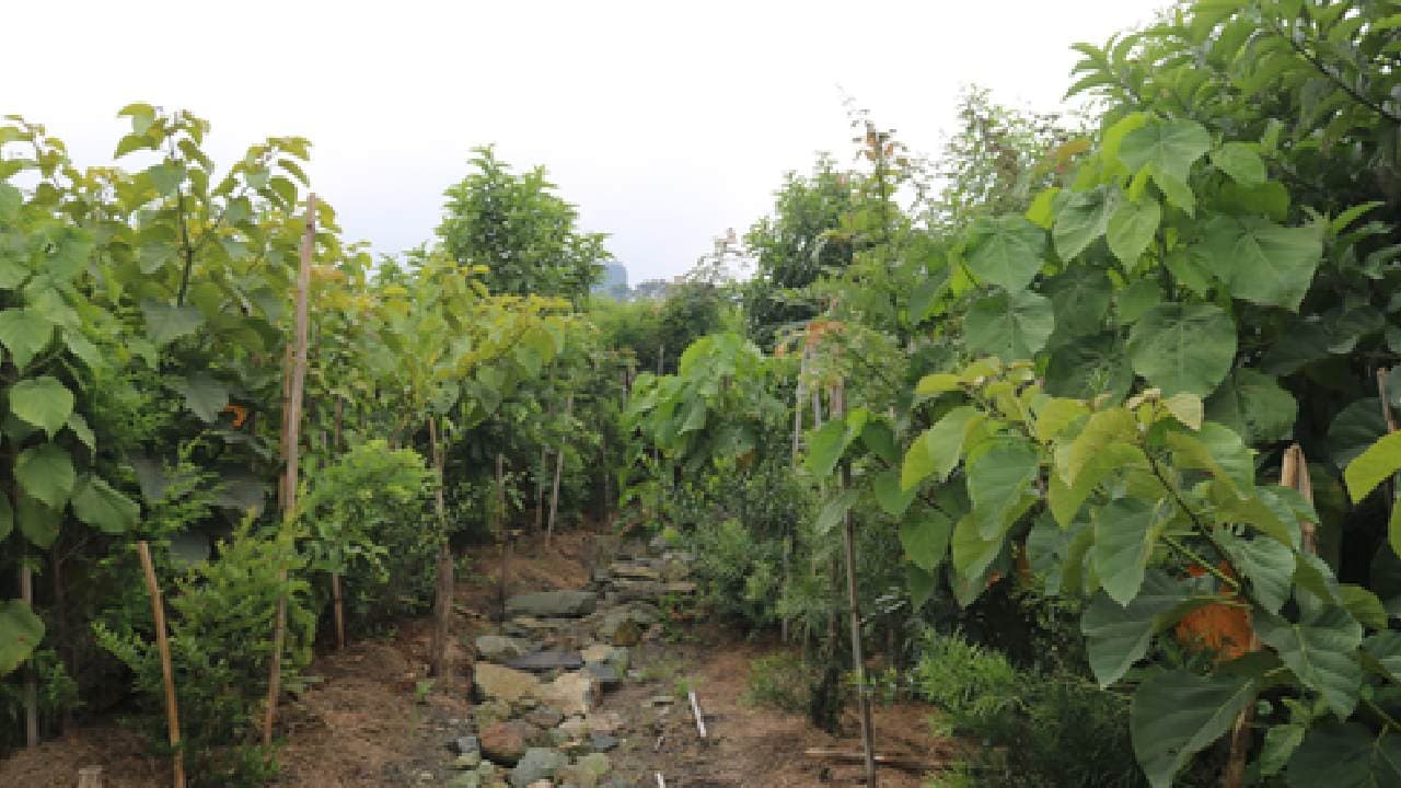 Lucknow Gets Its Fourth Miyawaki Forest