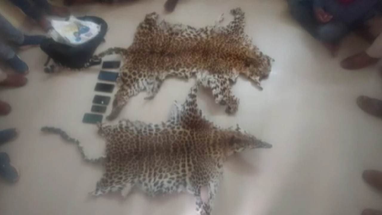 2 Tiger Skins Seized At Lodge In Nuapada; 7 Arrested
