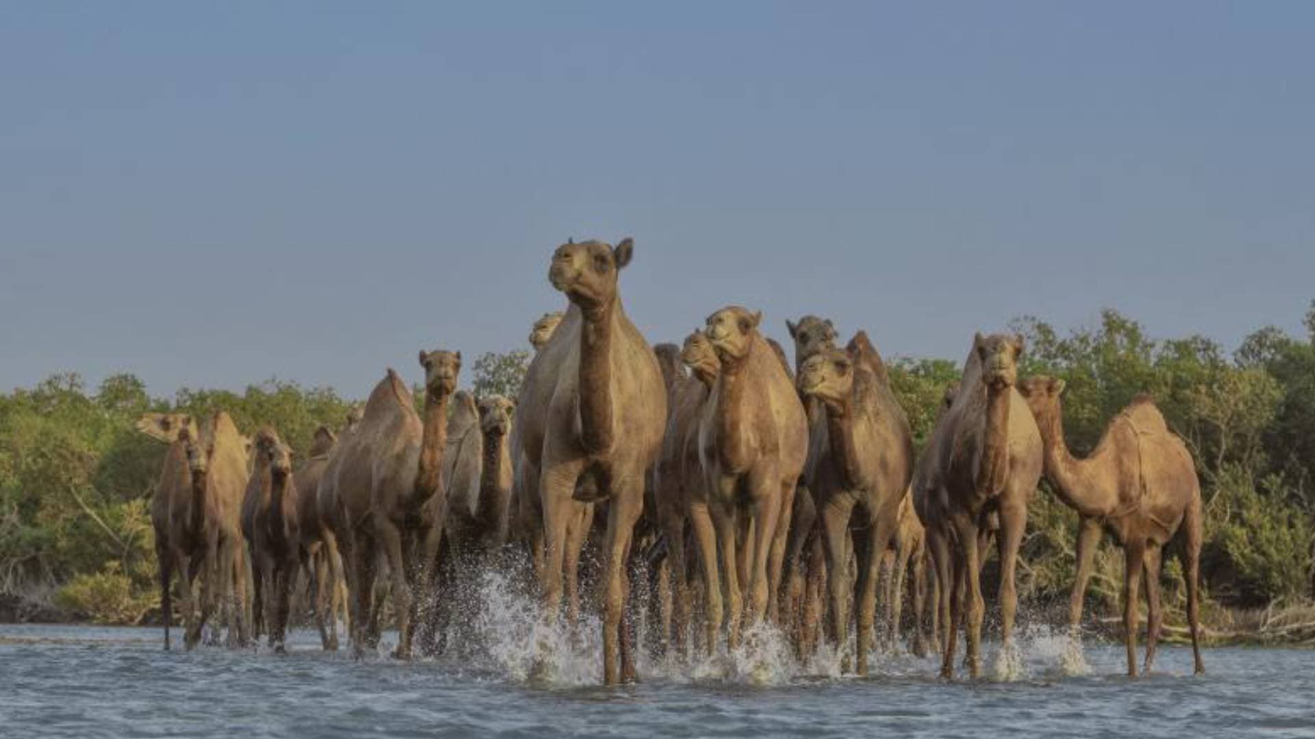 Saudi Arabia Designates 2024 As The Year Of Camel