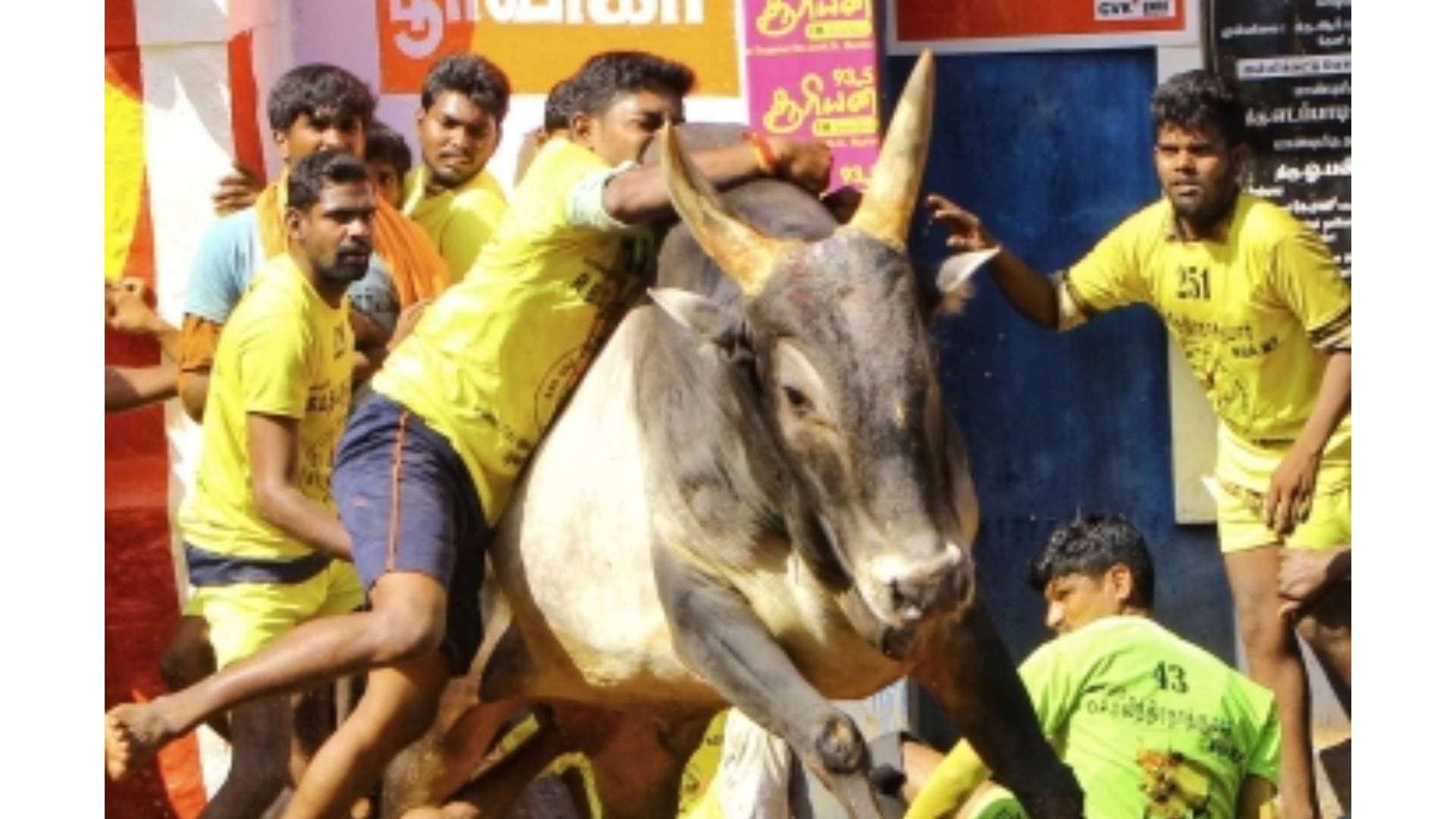 Two Persons Gored To Death By Bull During Jallikattu In Tamil Nadu