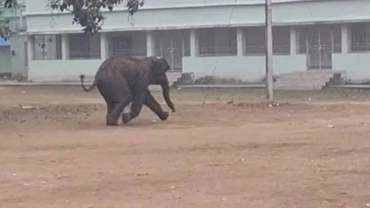 Trained Elephants To Guard Wild Elephants In Four Places In Odisha