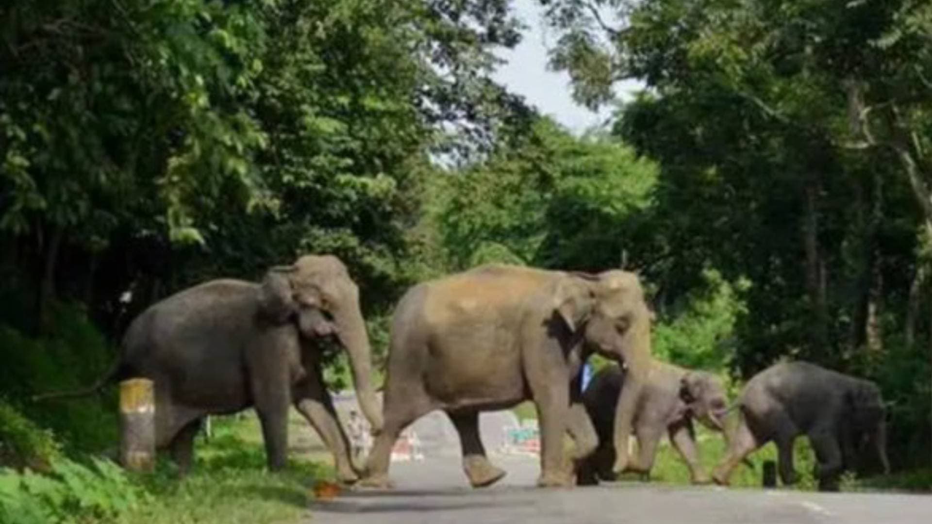 Odisha Seeks 'Kumki' Elephants From Tamil Nadu