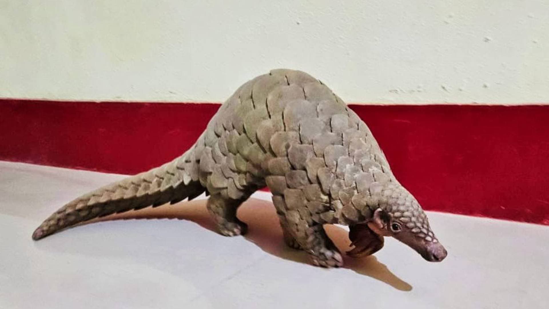 Live Pangolin Rescued In Bargarh One Held