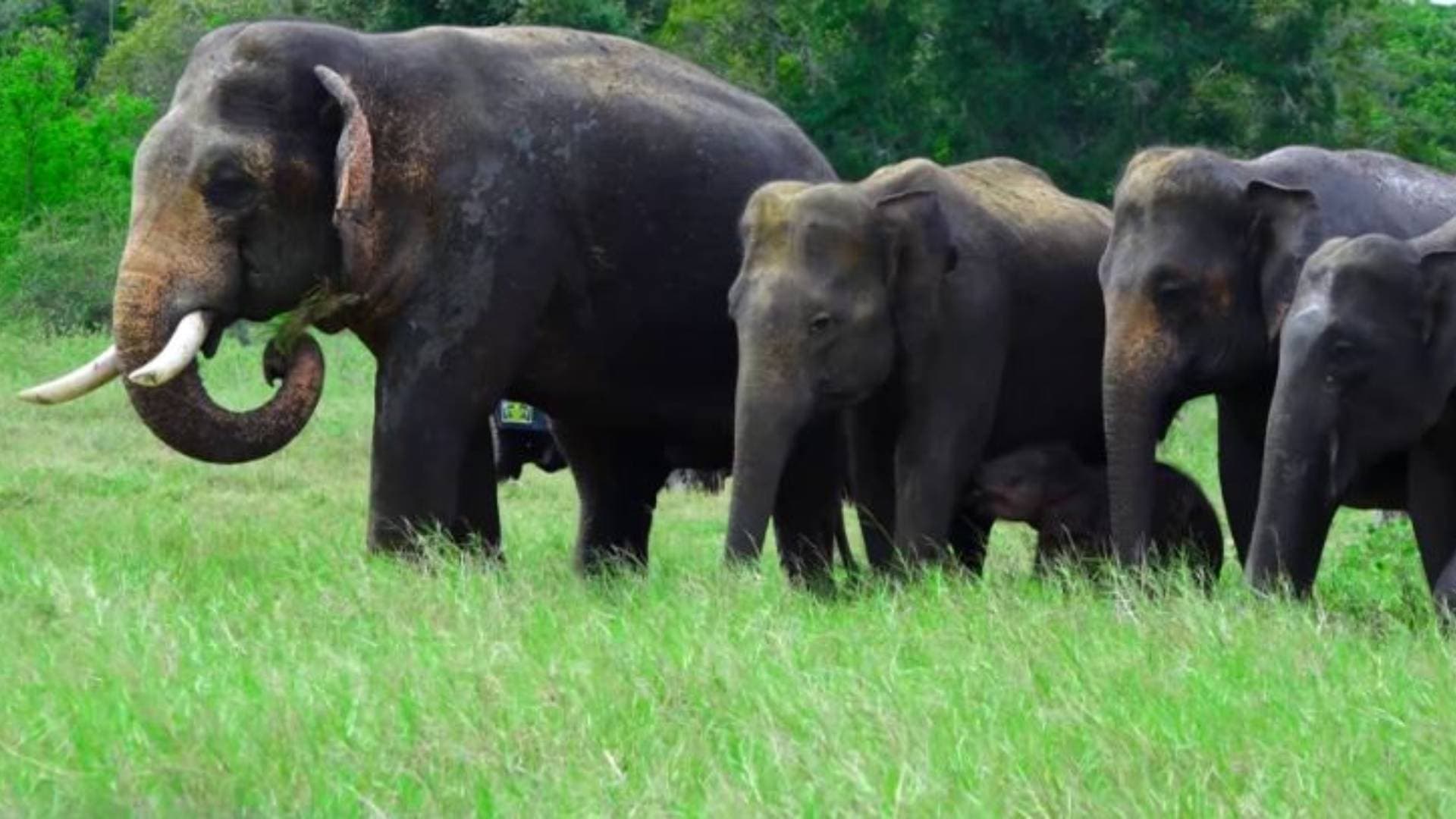 403 Elephants Died In Odisha In Last Five Years