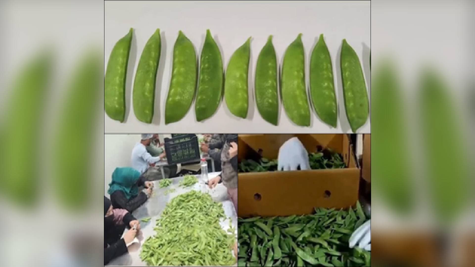 PM Modi Highlights Kashmiri Snow Peas In ‘Mann Ki Baat’