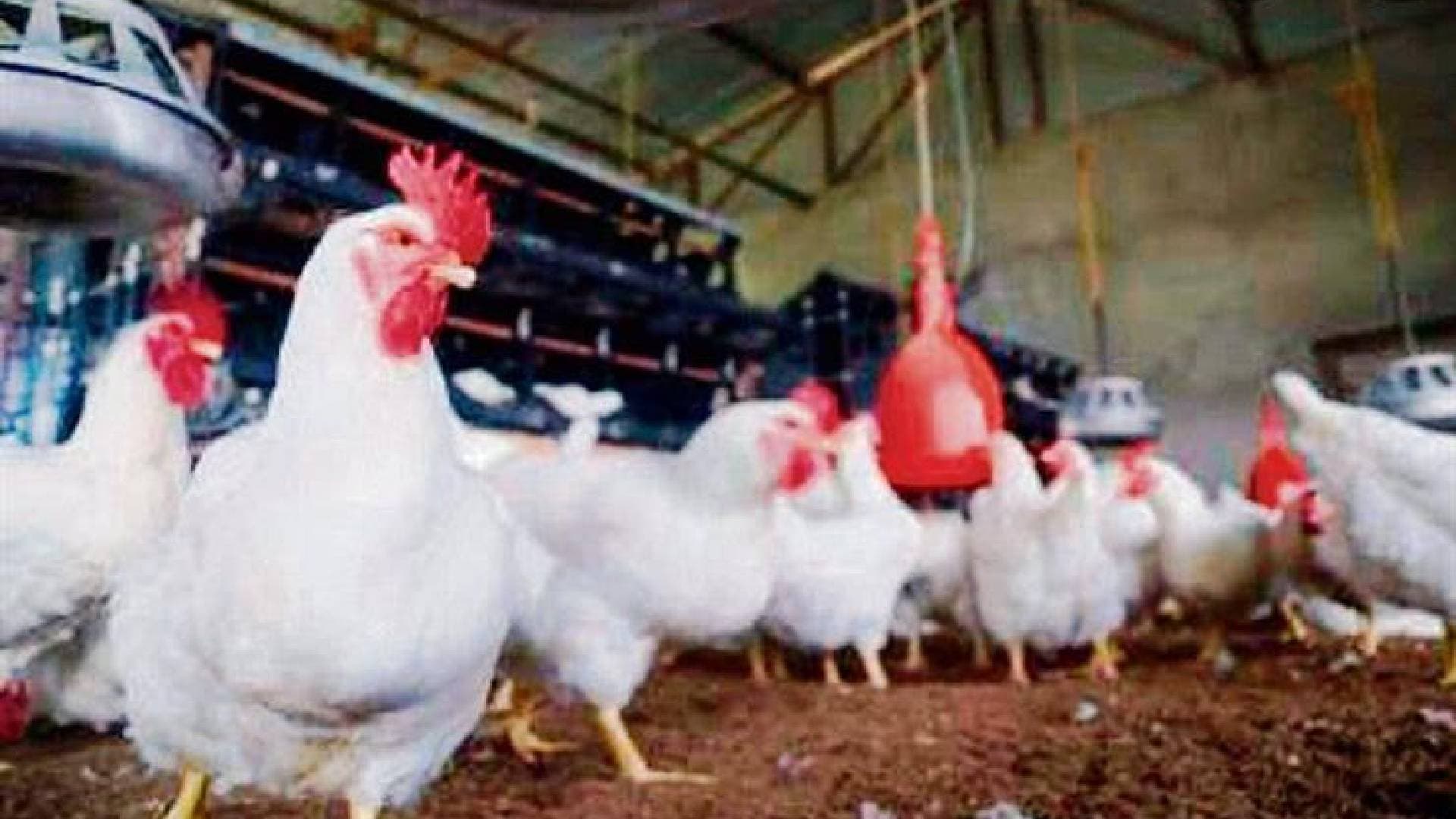 30K Birds Culled; No Human Bird Flu Suffering Detected In Odisha: Minister