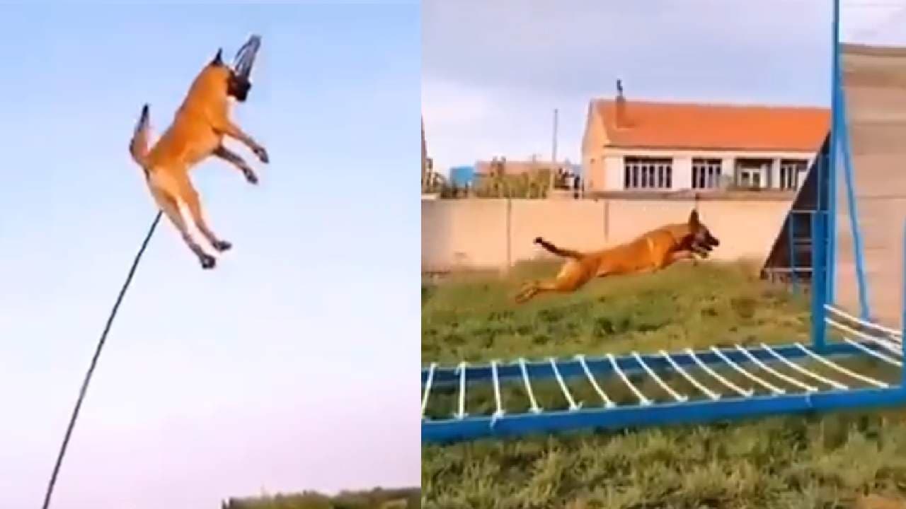Watch This Dog Pulling Up Every Feat With Perfection