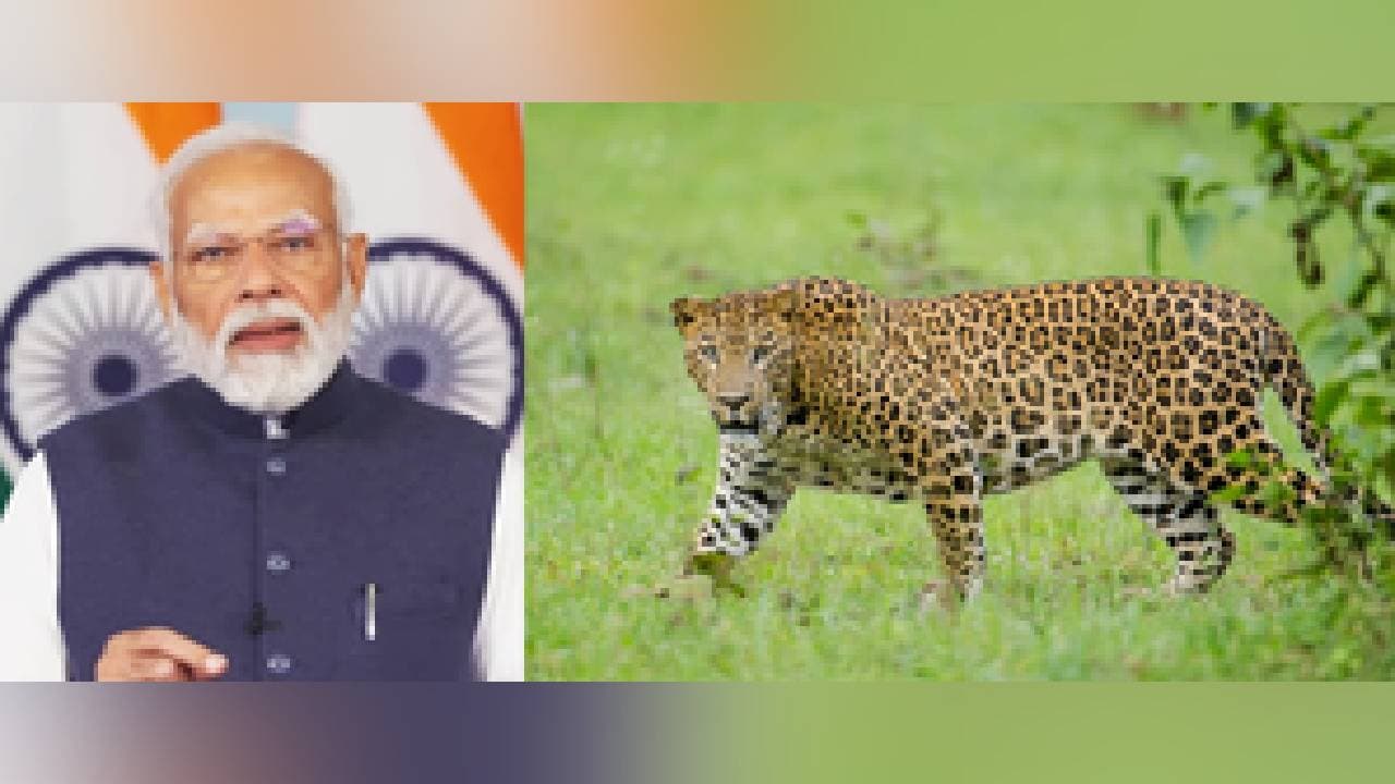 ‘Great News!’, PM Modi Hails Rise In Country's Leopard Population