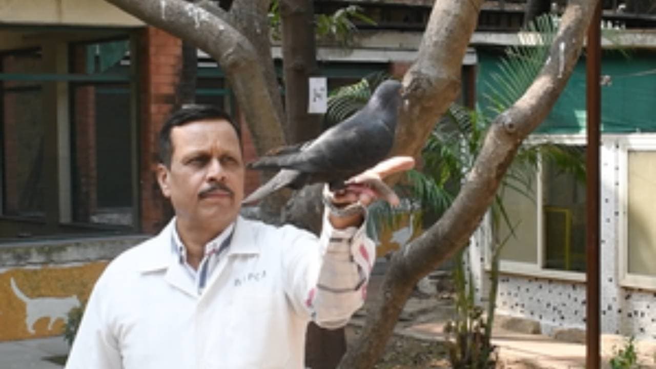 ‘Chinese Spy’ Pigeon Released From Mumbai ‘Jail’ After PETA Intervention