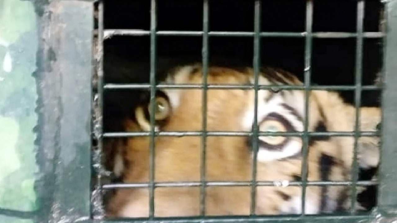 Man-eating Tiger Captured In K'taka, Shifted To Mysuru Zoo