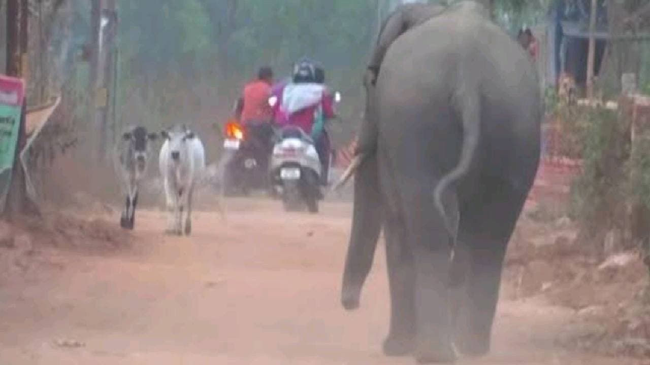 Elephant Herd Creates Havoc In Keonjhar Scaring Residents