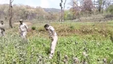 Opium Cultivation On 15 Acres In Similipal Forest Destroyed
