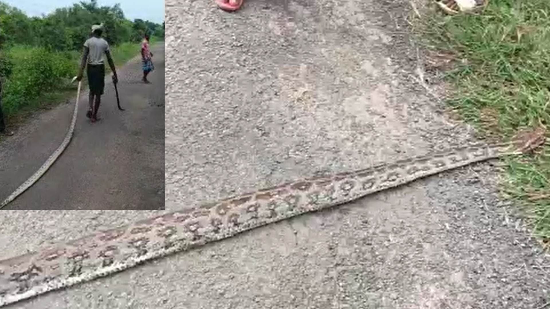 Mayurbhanj: Python of Endangered Species Beaten To Death By Villagers, Video Goes Viral