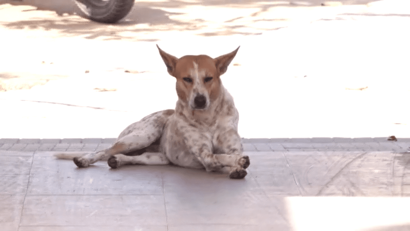 ରାଜଧାନୀରେ ମାତିଛନ୍ତି ବୁଲା କୁକୁର