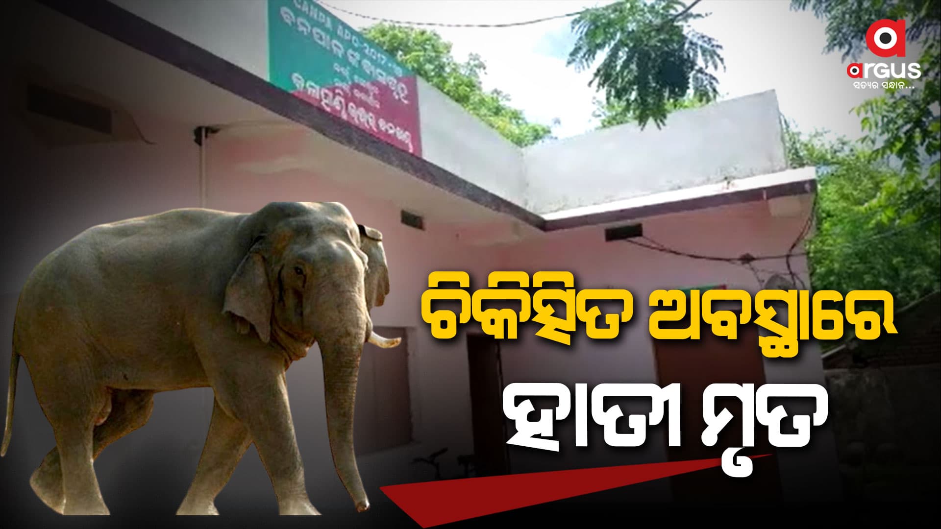 ଅସୁସ୍ଥ ହୋଇପଡିଥିଲା ଜଙ୍ଗଲୀ ହାତୀ, ଚାଲିଗଲା ଜୀବନ