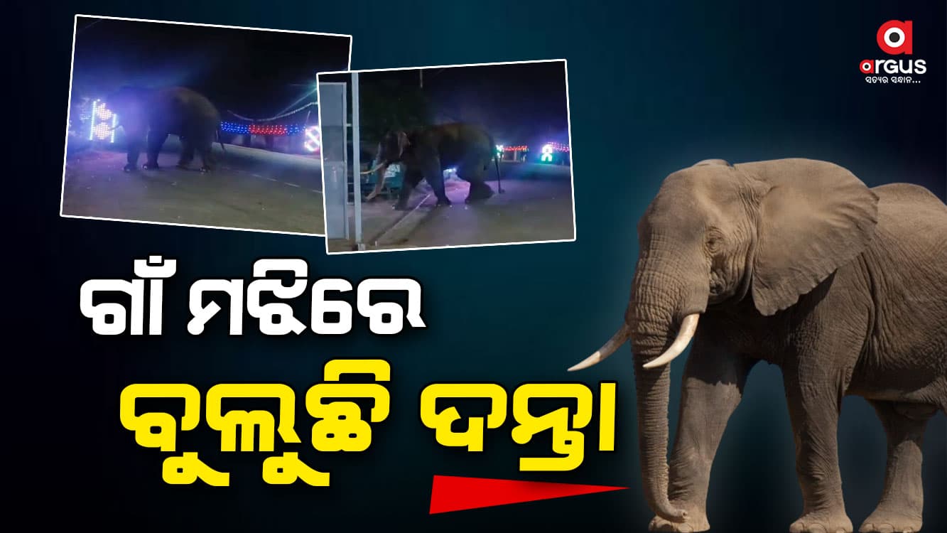 ଗାଁ ମଝିରେ ବୁଲୁଛି ହାତୀ, ଲୋକେ ଆତଙ୍କିତ