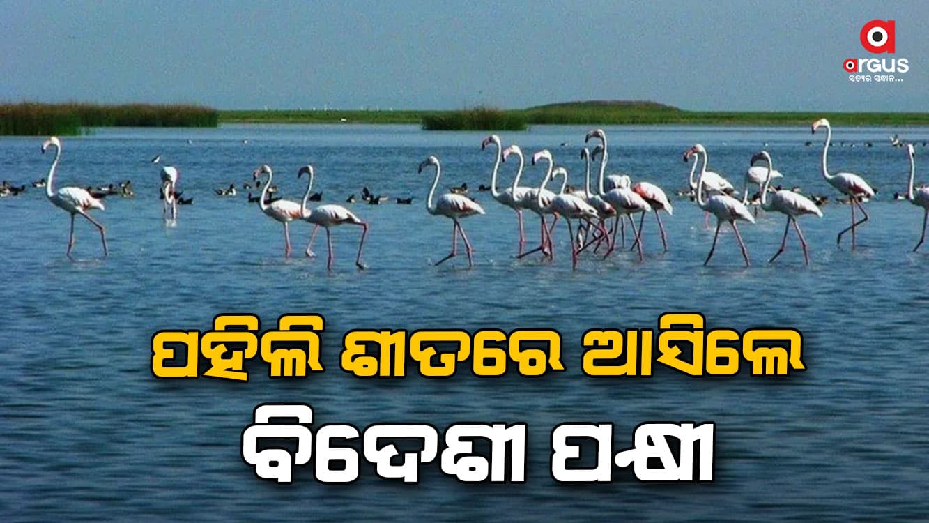 ପହିଲି ଶୀତରେ ମଙ୍ଗଳାଯୋଡିରେ ବିଦେଶୀ ପକ୍ଷୀଙ୍କ ଆଗମନ