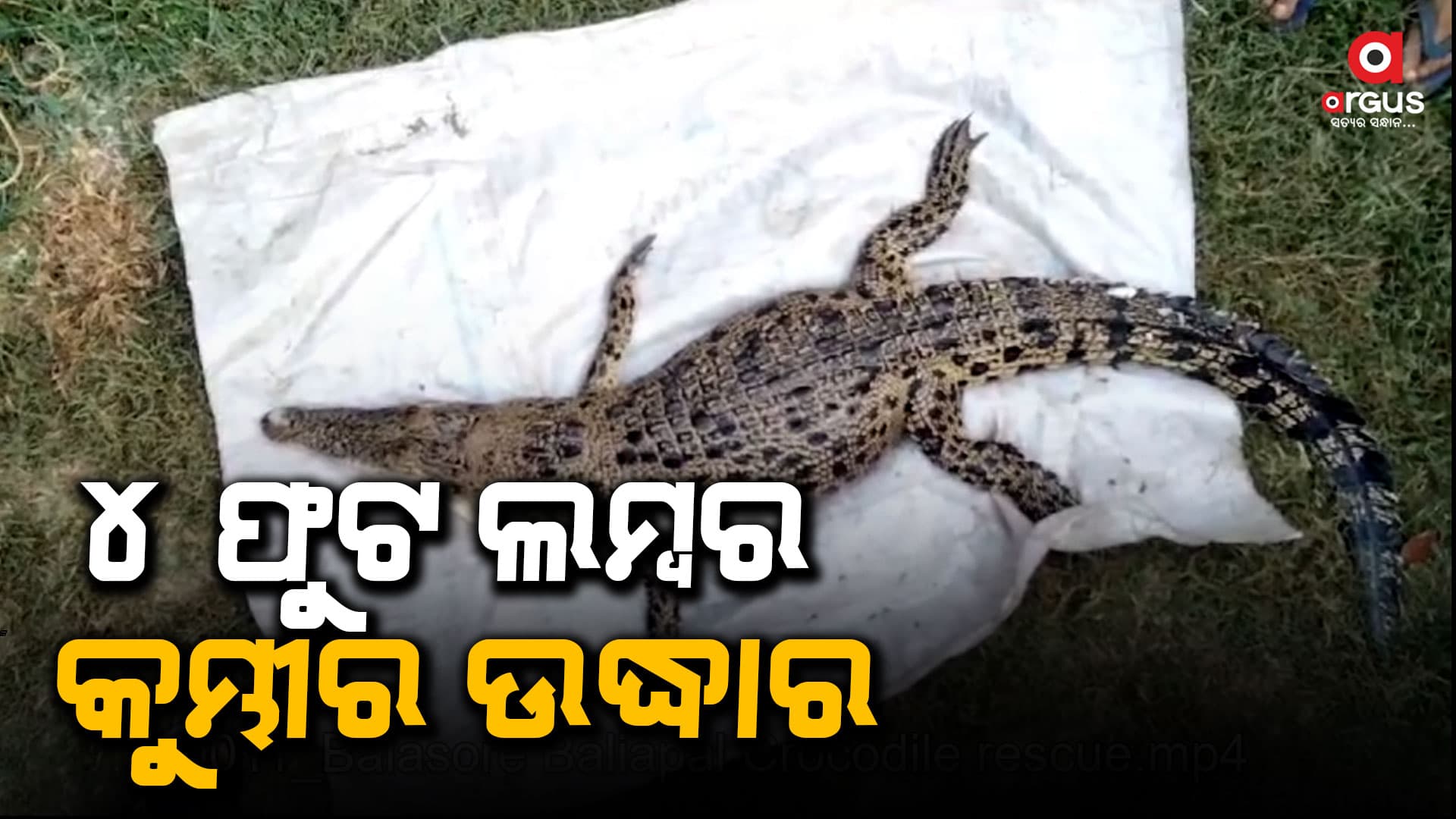 ମାସେରୁ ଉର୍ଦ୍ଧ୍ୱ ସମୟ ଧରି କୁମ୍ଭୀର ଆତଙ୍କ, ଭୟଭୀତ ଅଞ୍ଚଳବାସୀ